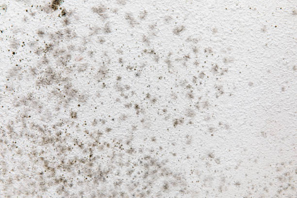Best Emergency Mold Remediation  in Gilbert, AZ